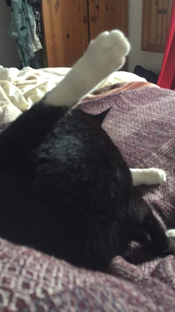 A black cat with its leg cocked, licking its bottom.