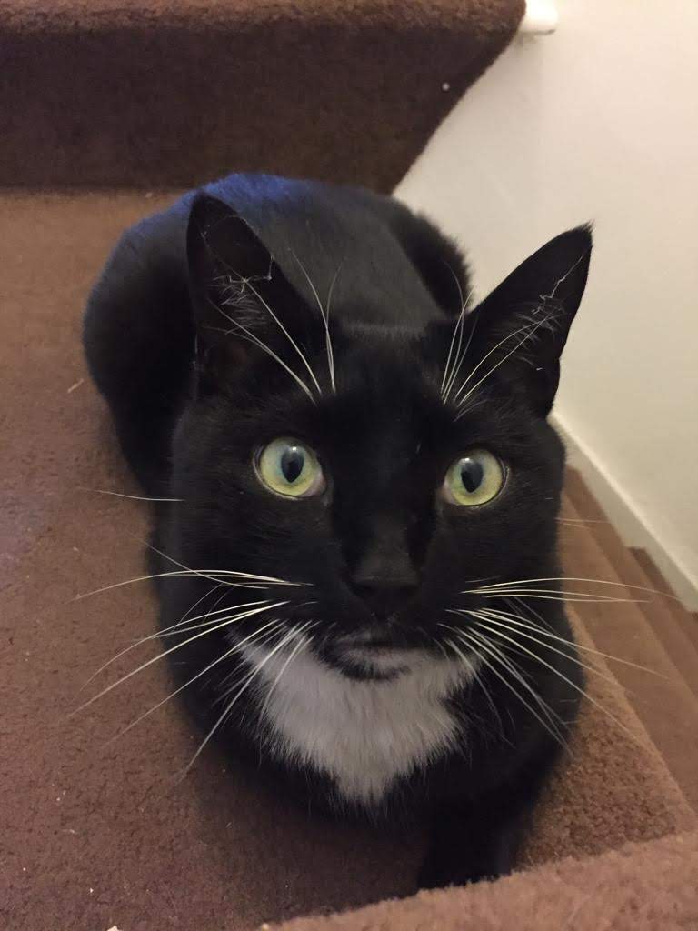A black tuxedo cat sits at the top of a flight of stairs, its paws neatly tucked. It had wide green eyes, big white whiskers, and it looks alert and questioning.
