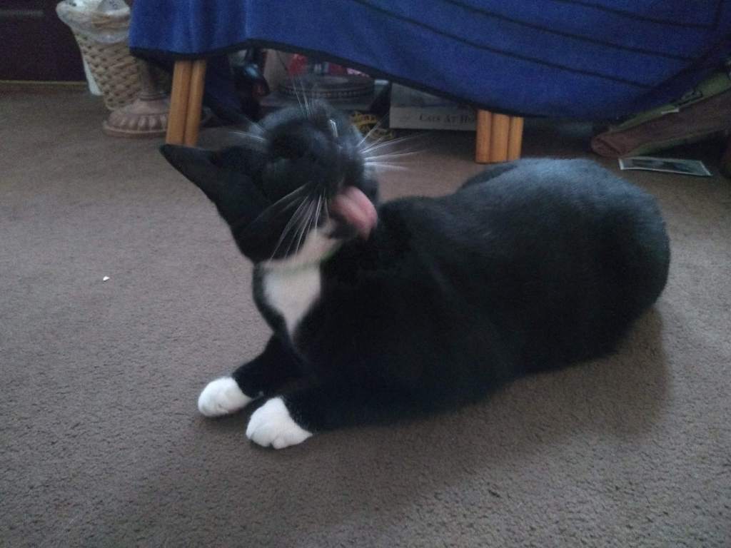 A blurry action shot of a black tuxedo cat, licking its shoulder.