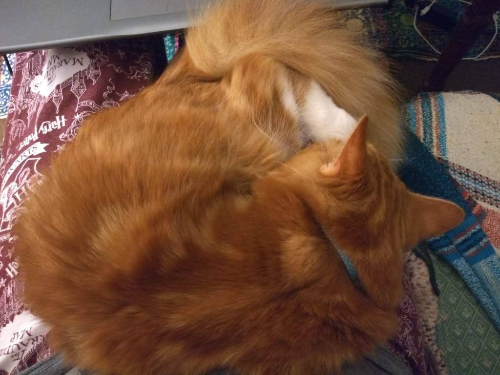 From above: a fluffy ginger cat is curled up on a lap, with a laptop close by. The cat is sleeping.