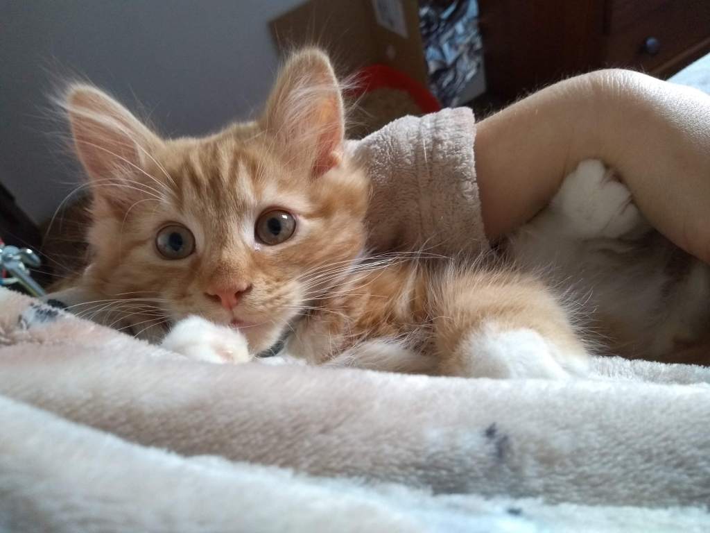 A ginger kitten looking alarmed, with big ears and perky ears.